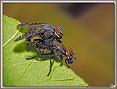 Platystoma SP